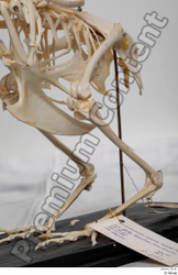 Skeleton Bird Animal photo references